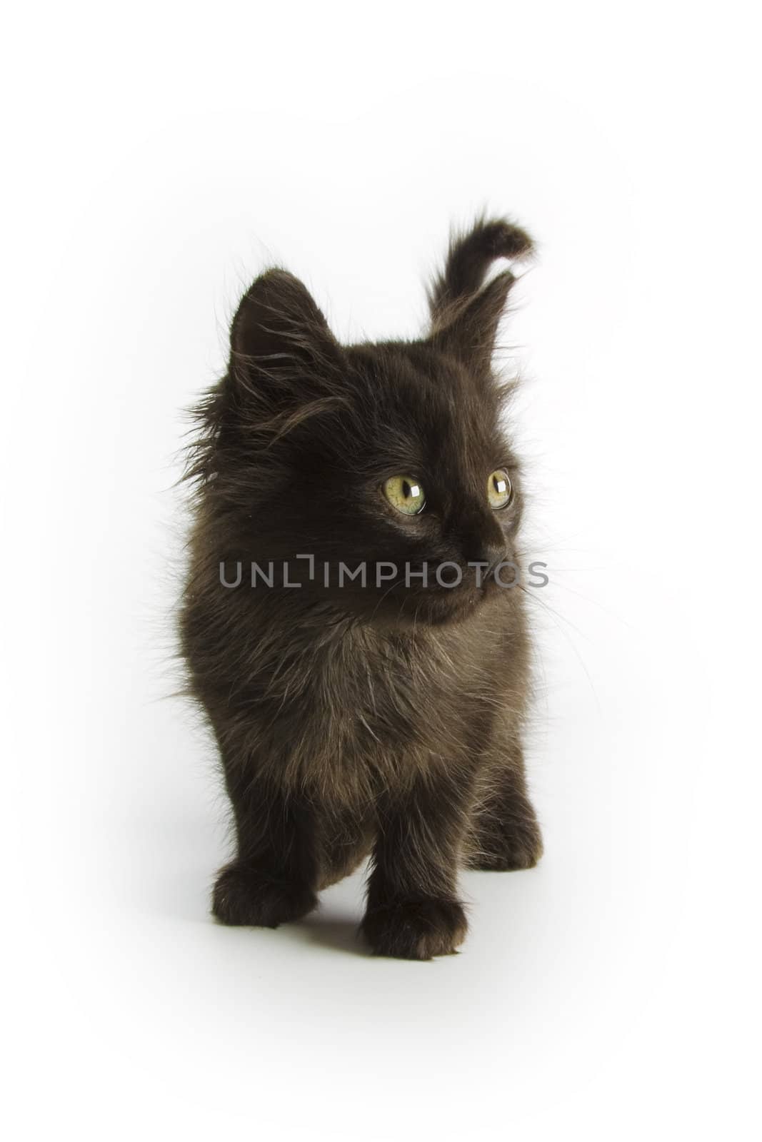 Black kitten on white background