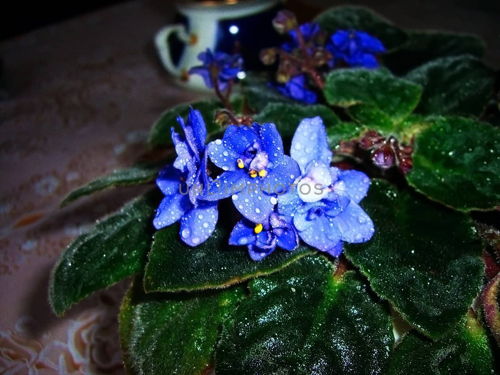 Violets; home flower; bouquet; freshness by Viktoha