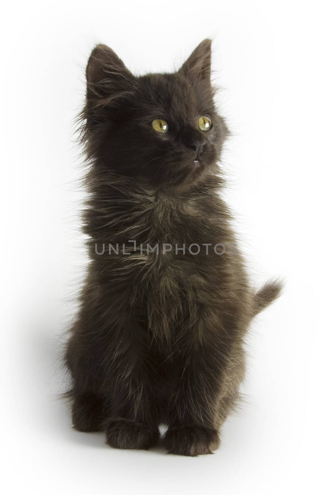 Black kitten on white background