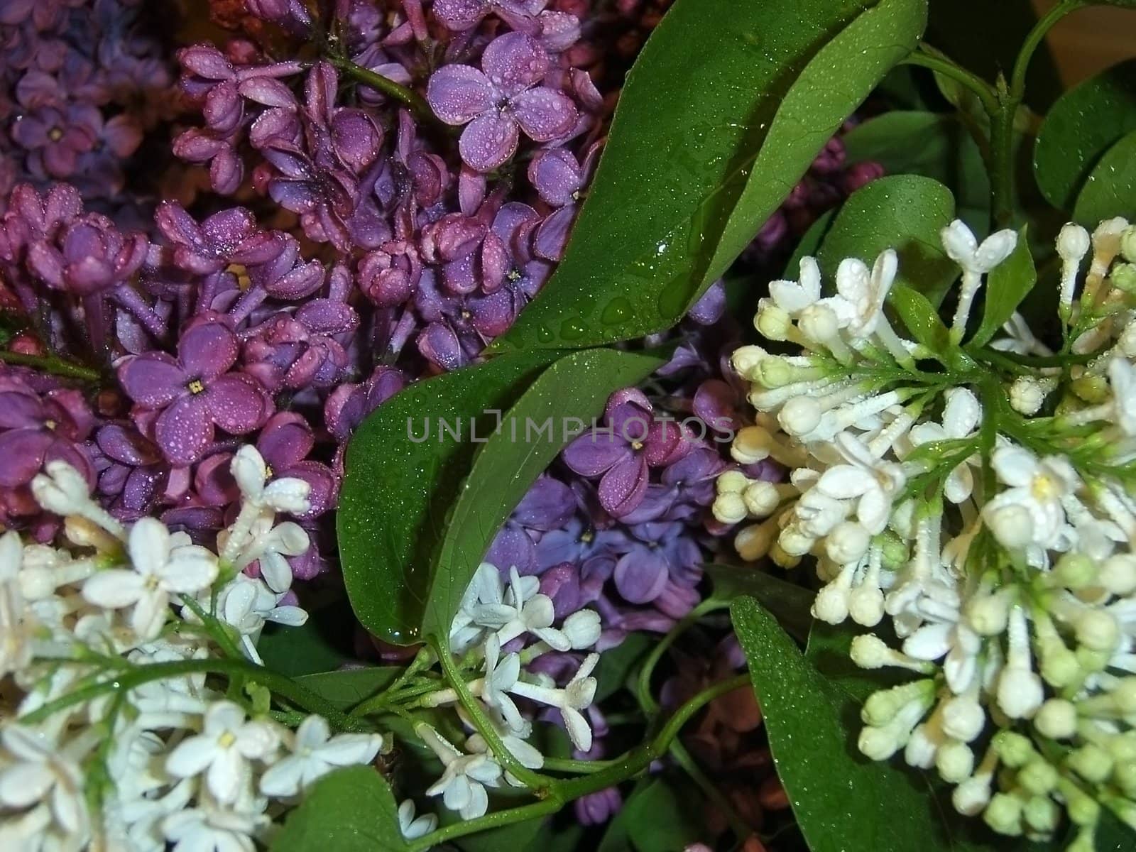 Lilac, shrubbery, flowerses; bouquet; freshness; gentile aroma;  scent; background; texture; vegetation; fauna; violet and white colour; bright; dew; water, sheet