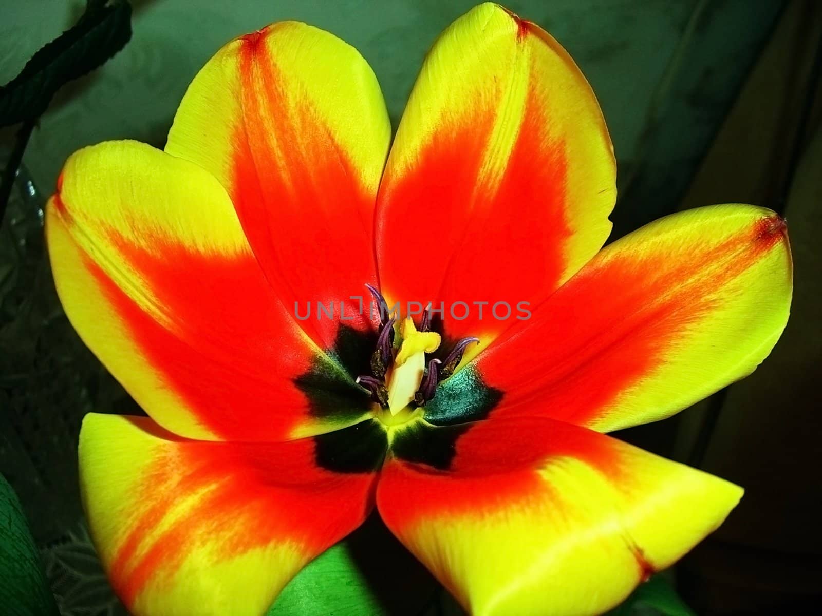 Yellow tulip; freshness; gentile aroma; scent; background; texture; vegetation; fauna; yellow colour; bright flower; beauty, petal