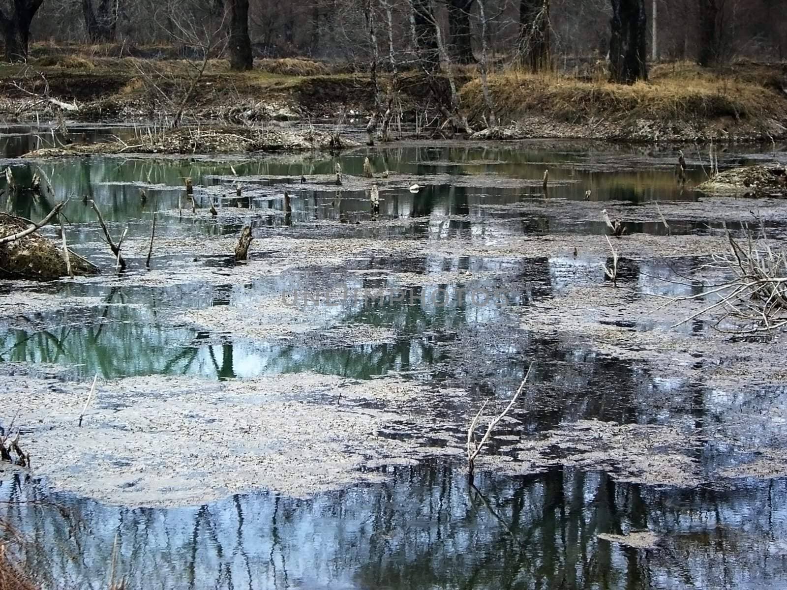 Lake, water, pond, marsh, reflection, tree, wood by Viktoha