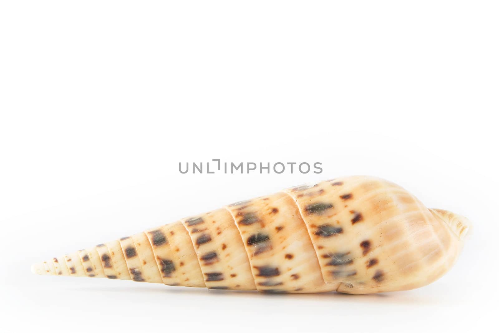 Shell on white background