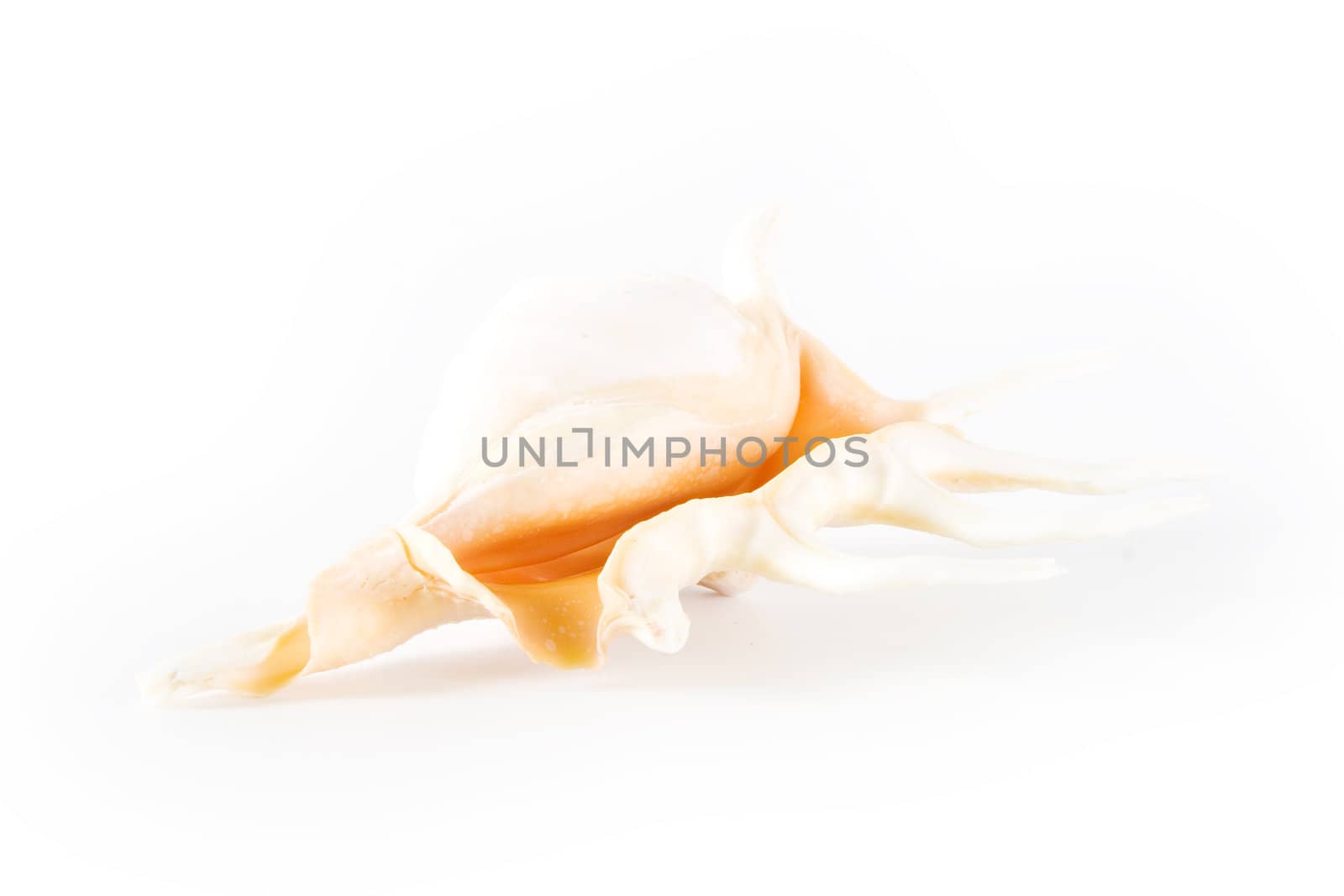 Shell on white background