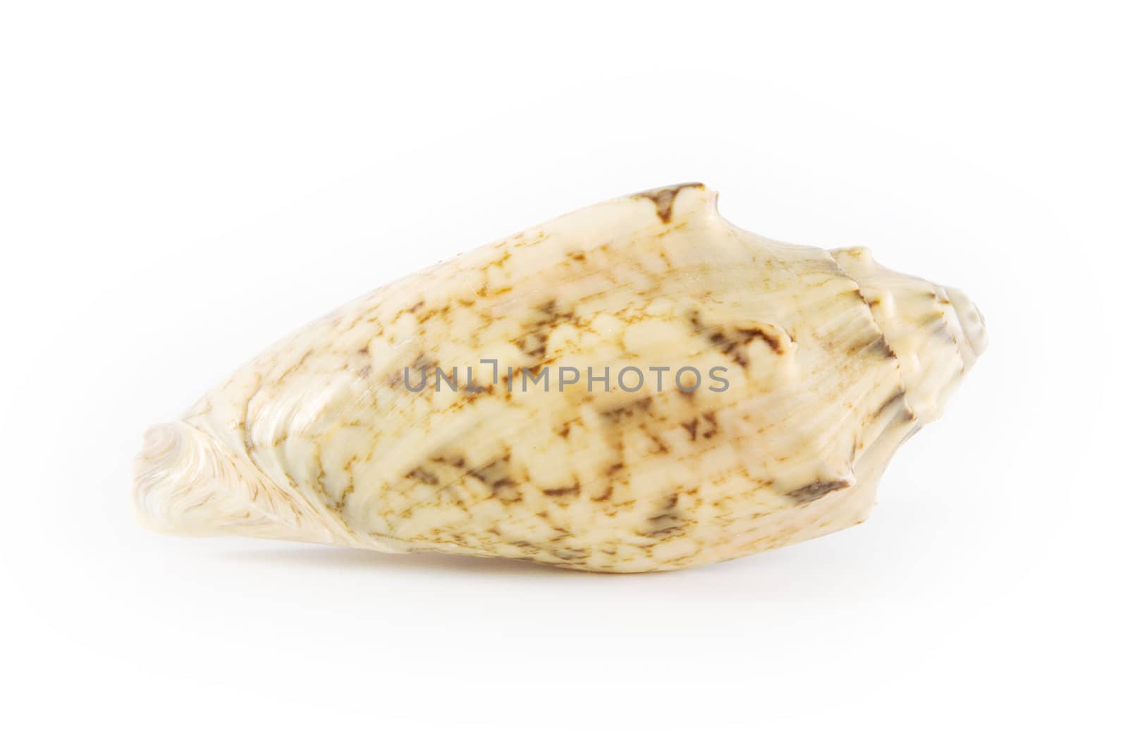 Shell on white background