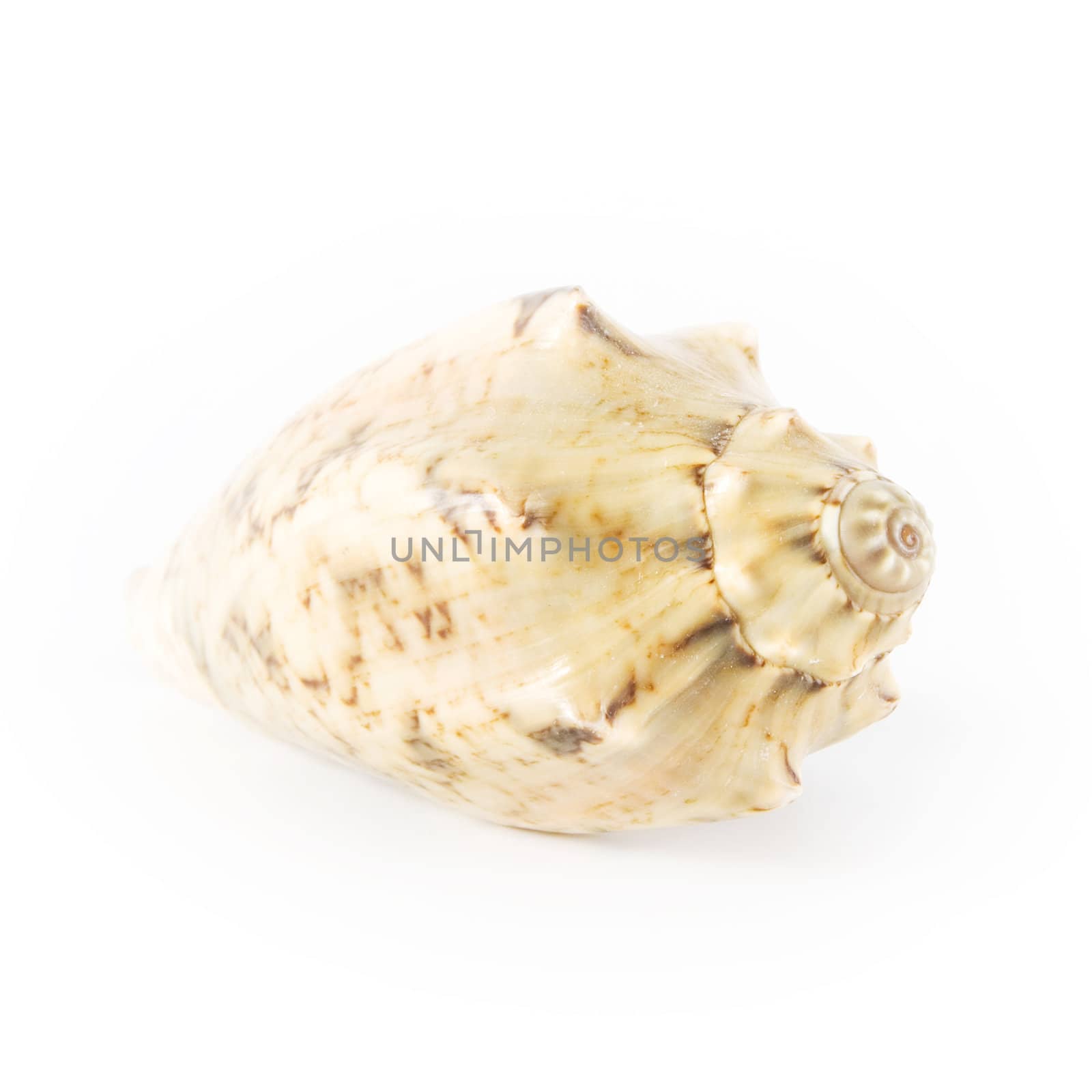 Shell on white background