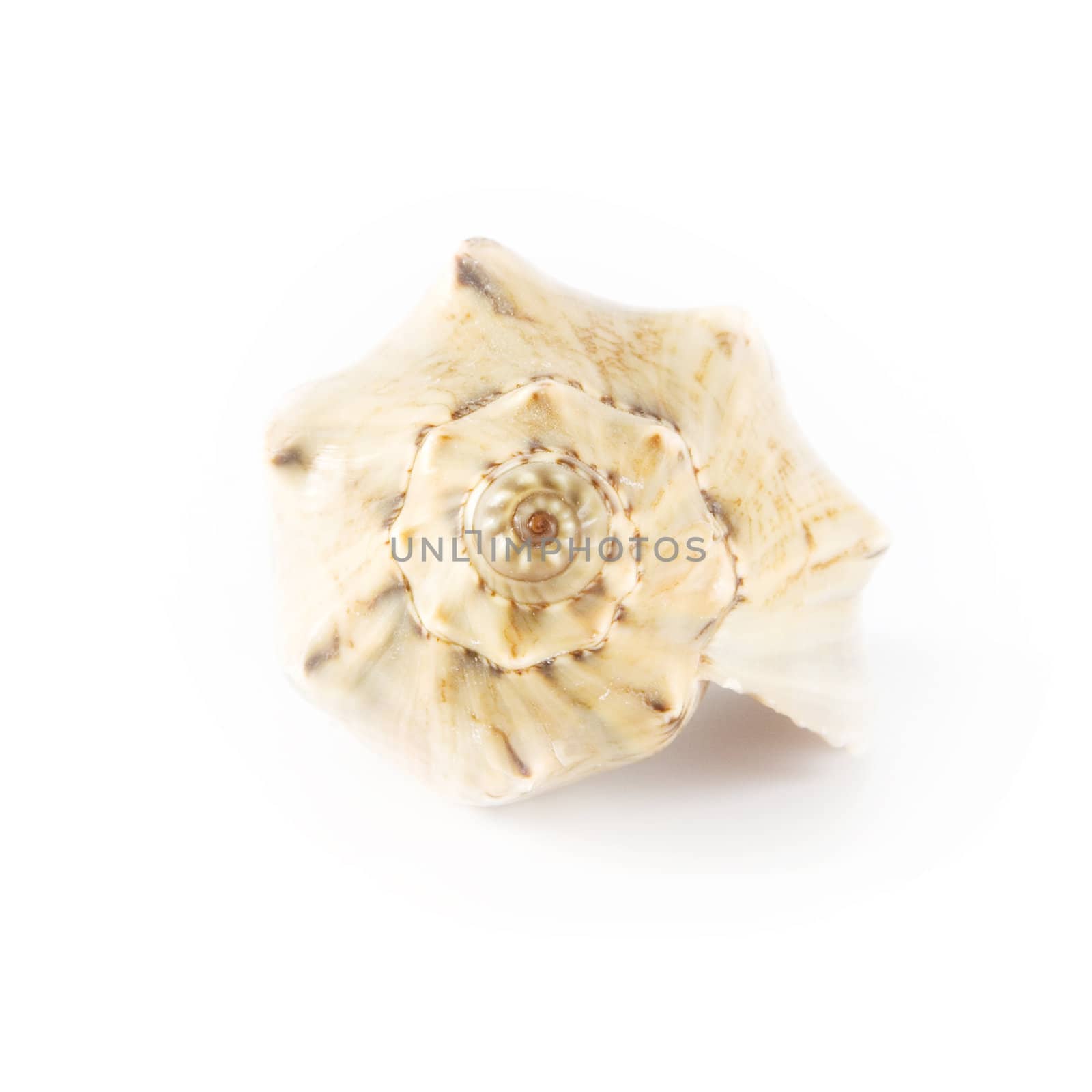 Shell on white background