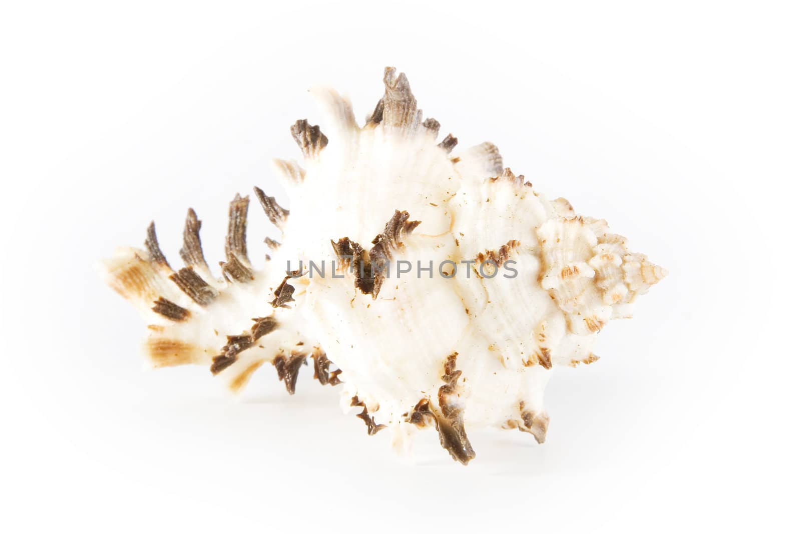 Shell on white background