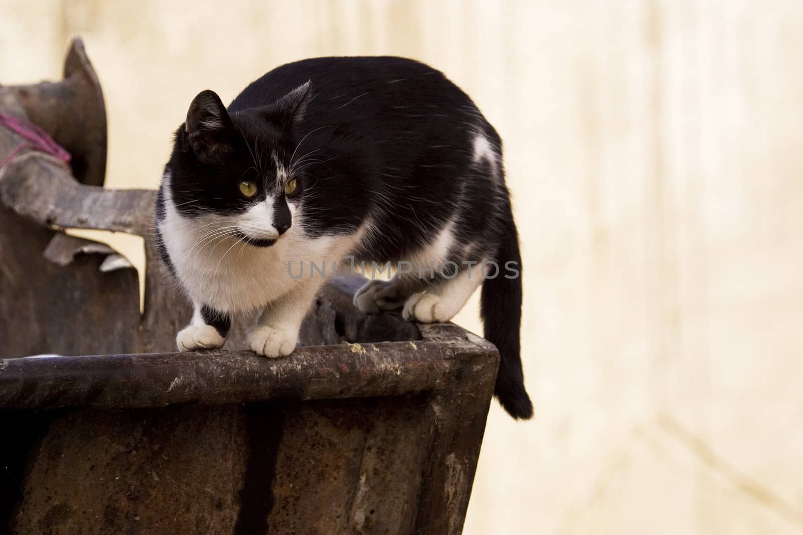Cat on trash receptacle