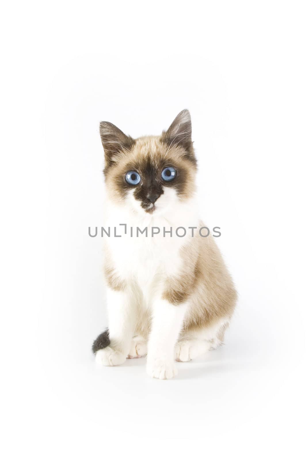 Cute cat on white background