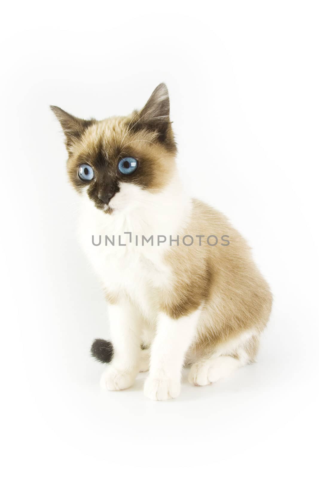 Cute cat on white background