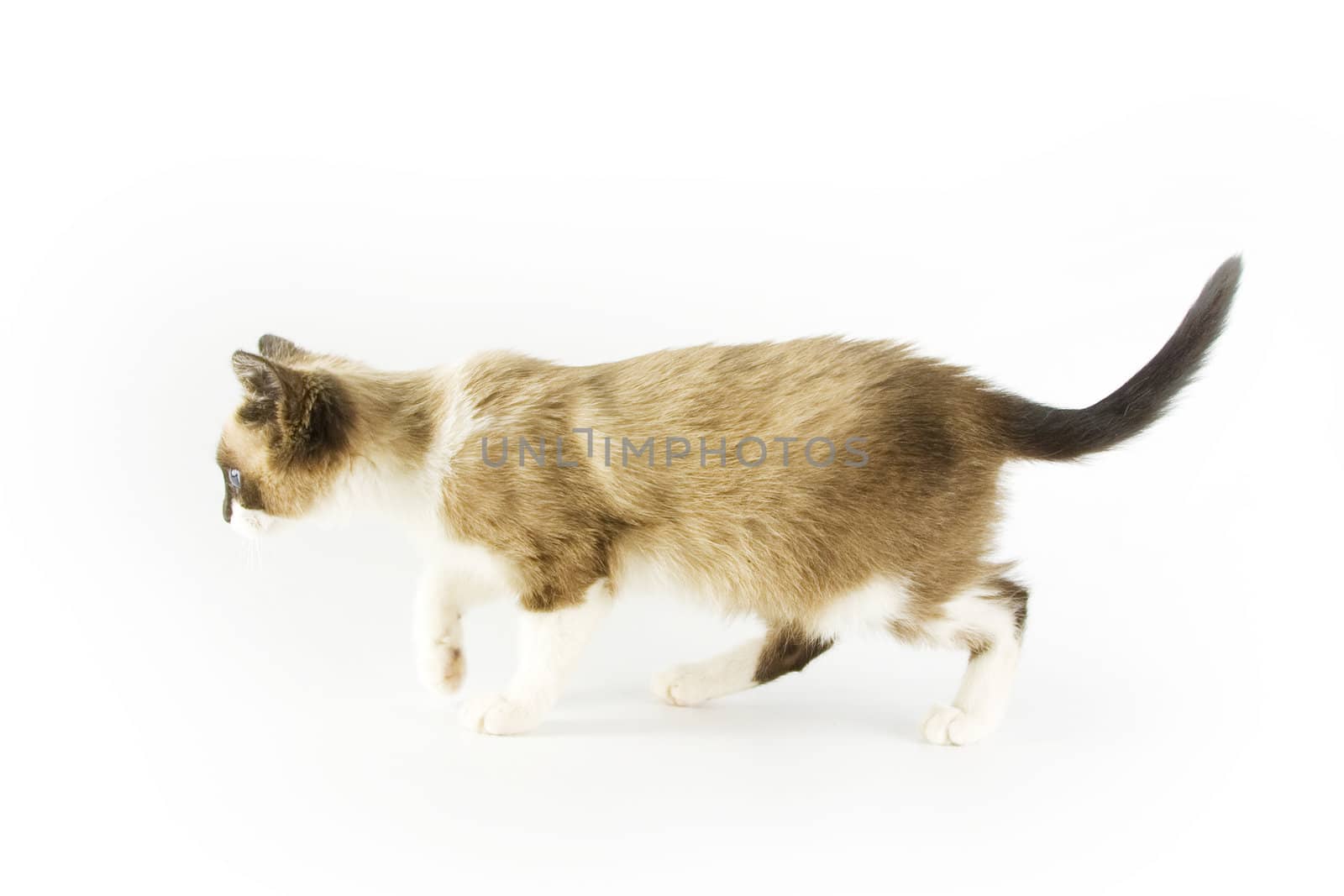 Cute cat on white background