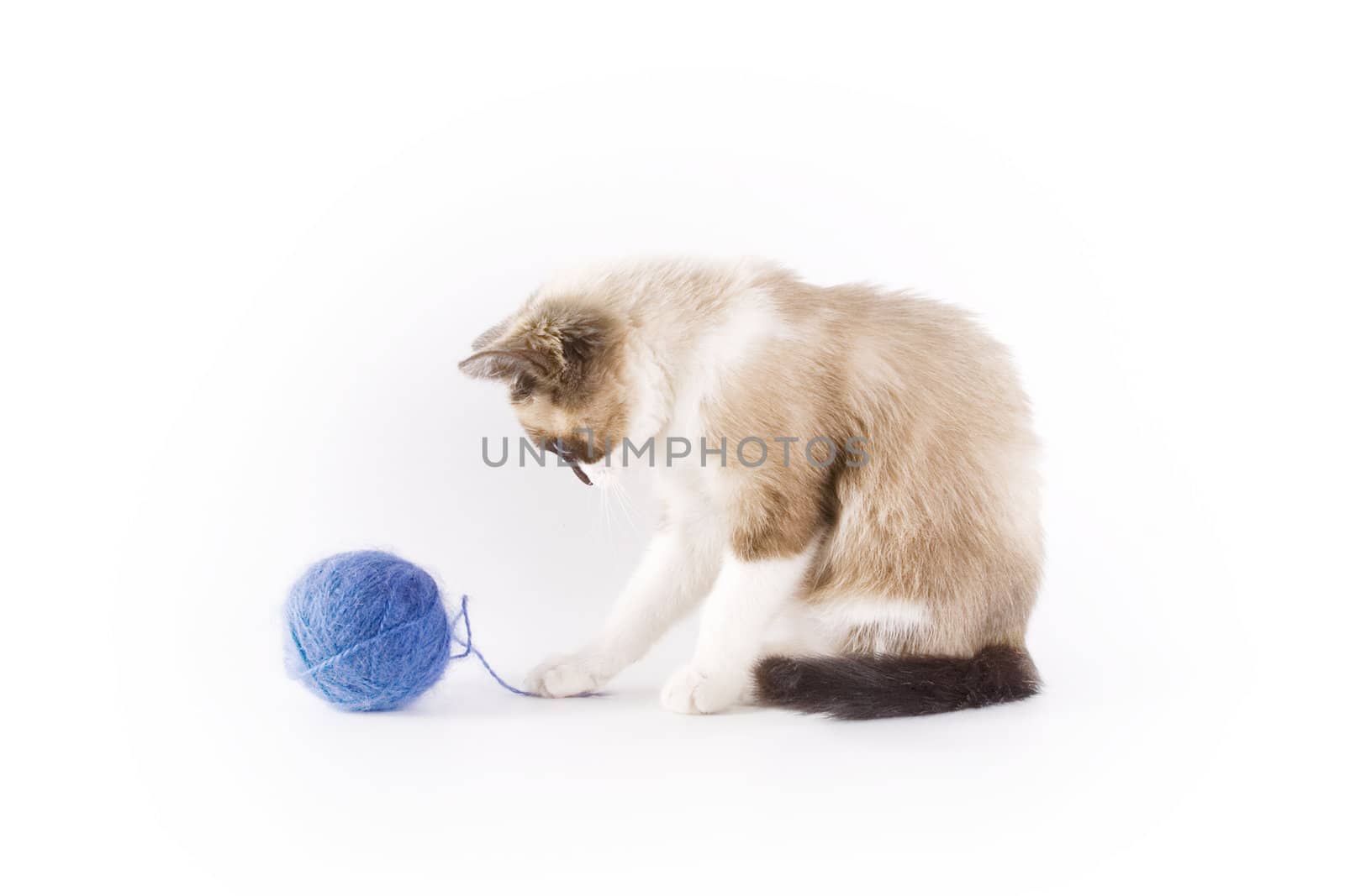 Cute cat and a blue wool ball 