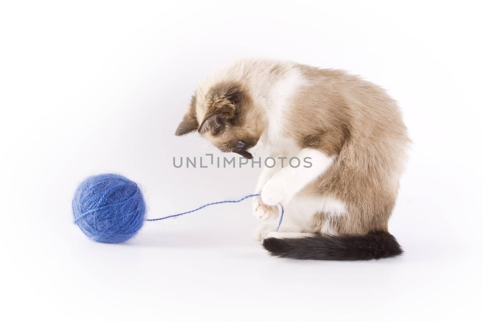 Cute cat and a blue wool ball 