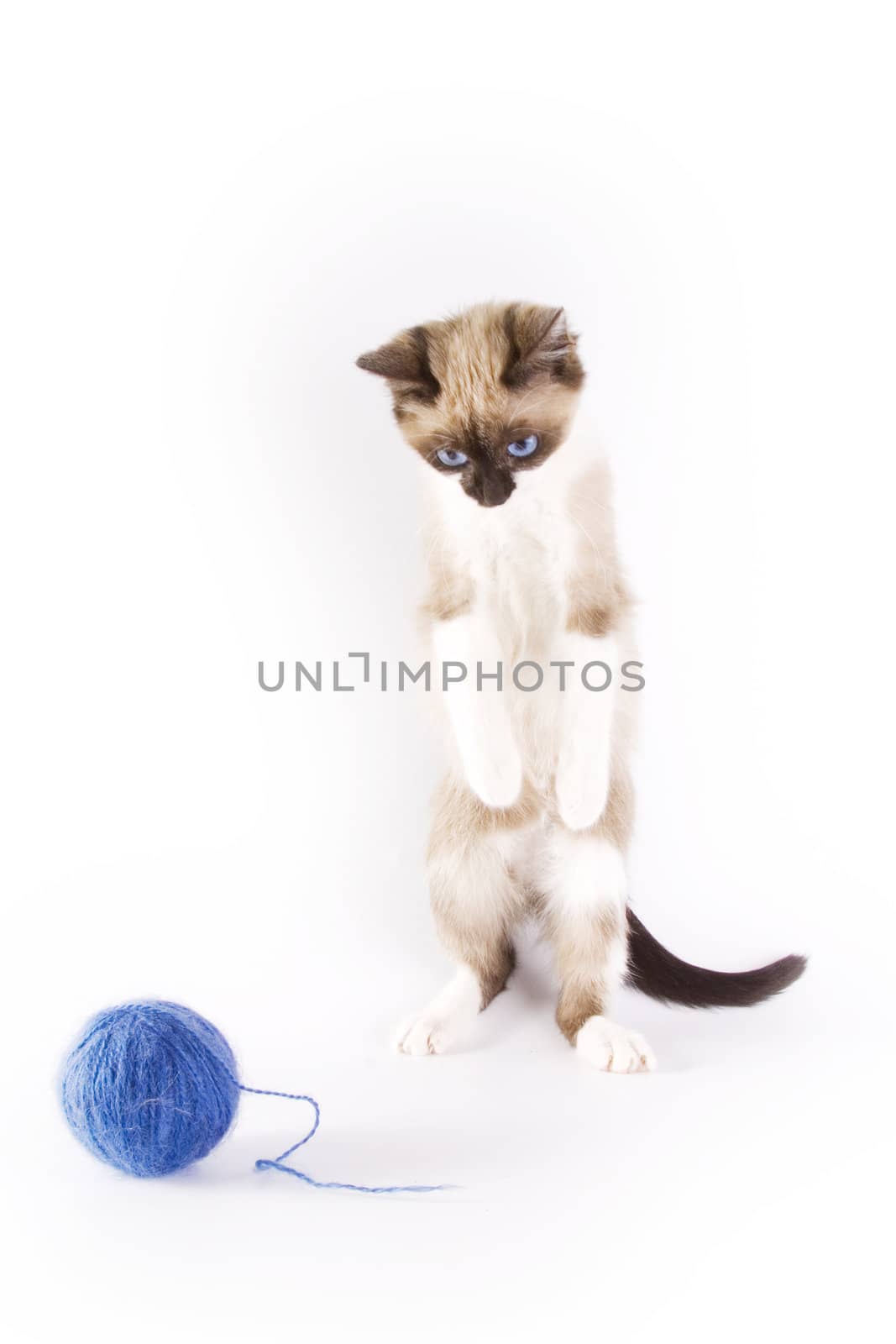 Cute cat and a blue wool ball 