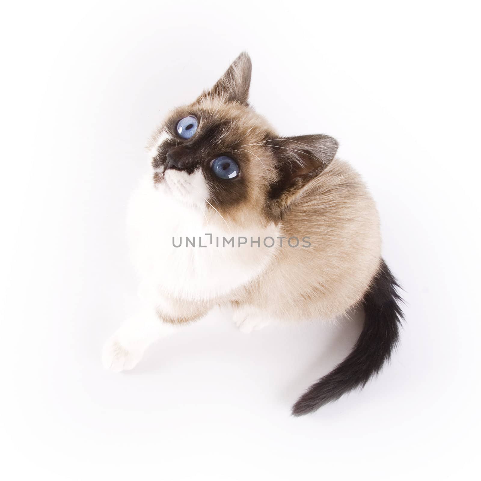 Cute cat on white background