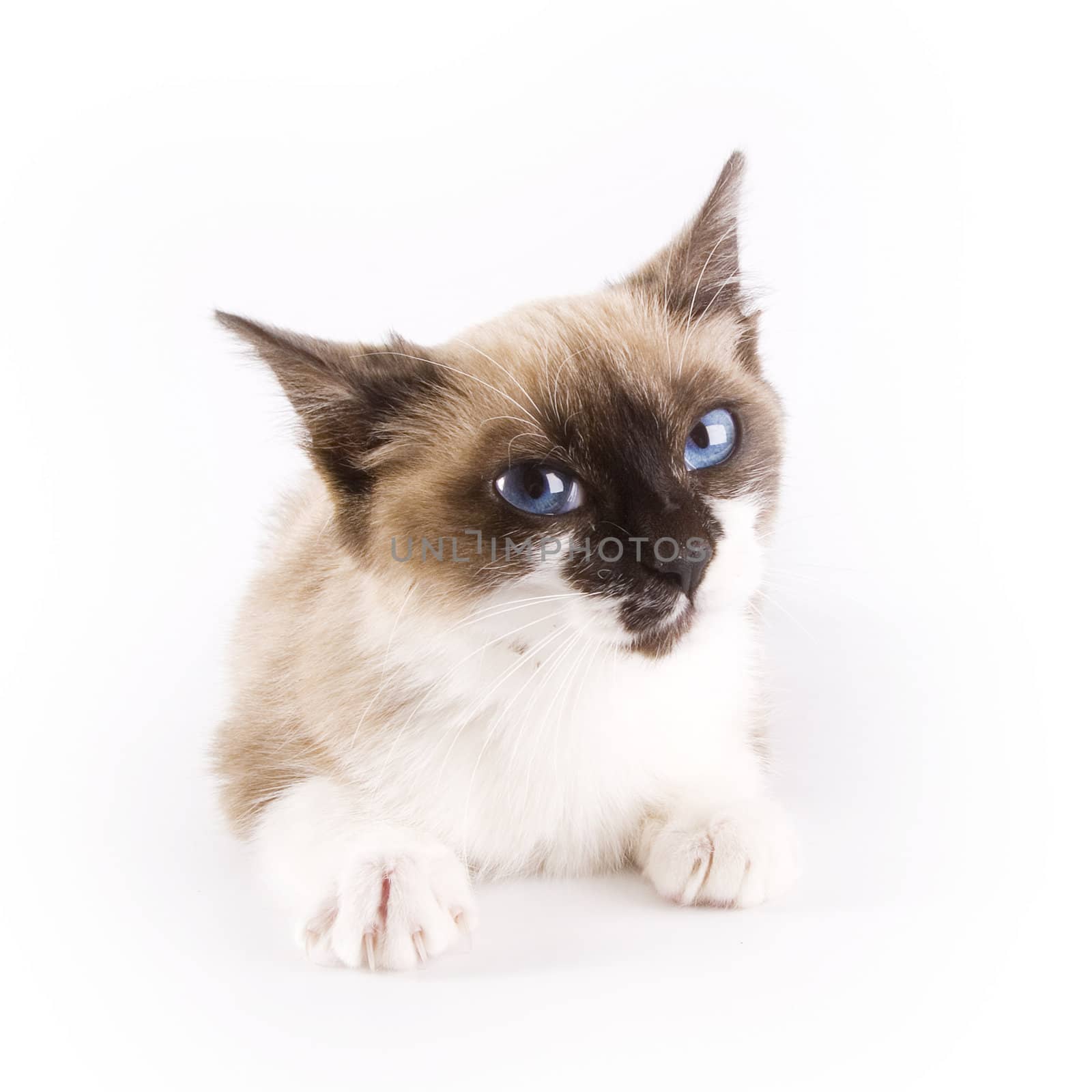 Cute cat on white background