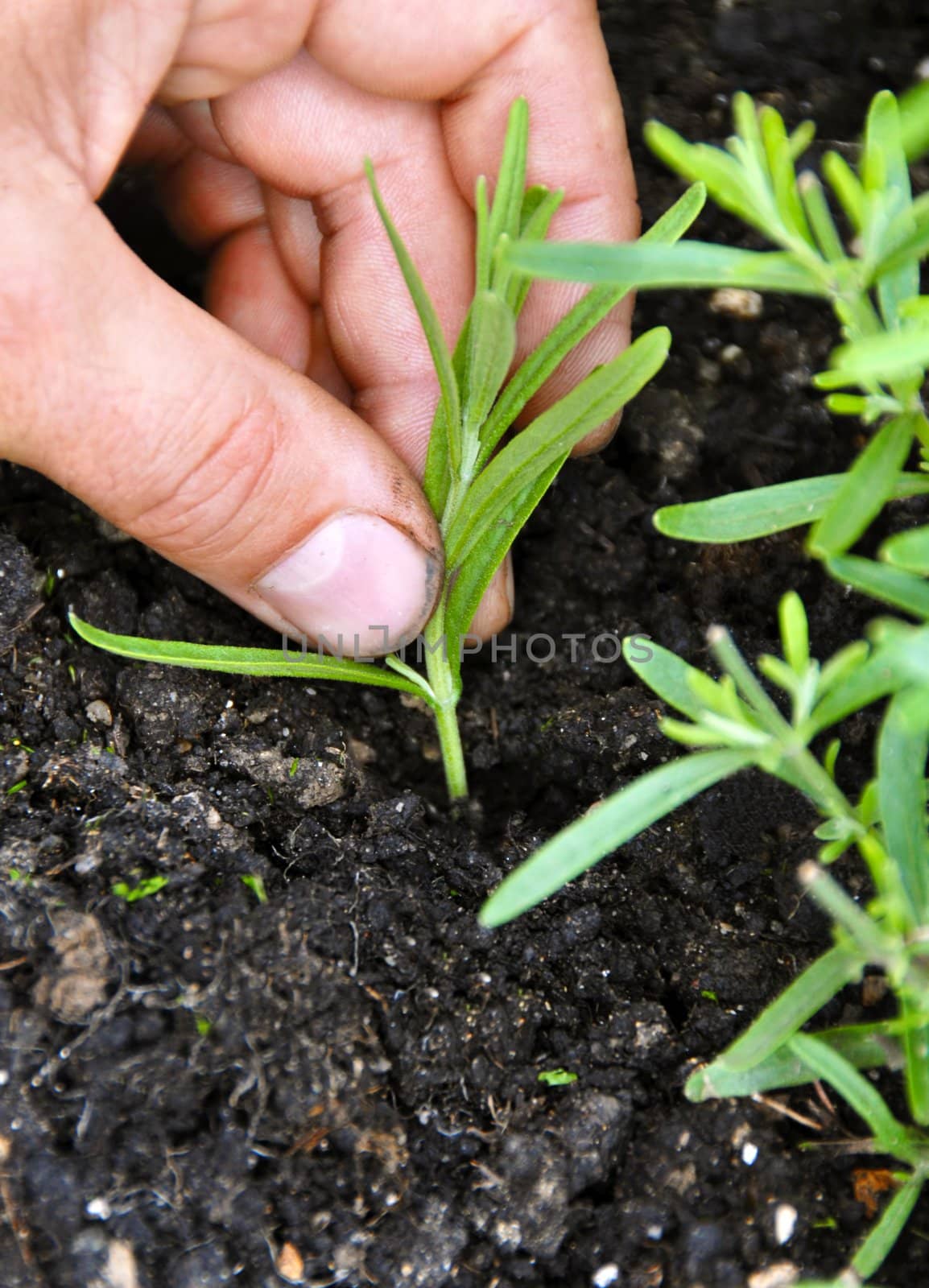 hand with lavender plant over black ground closeup