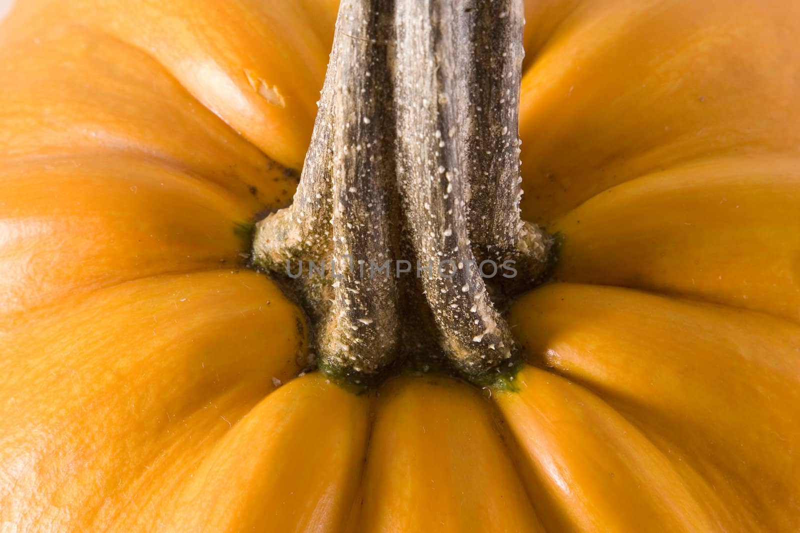 Pumpkin detail by stefan_andronache