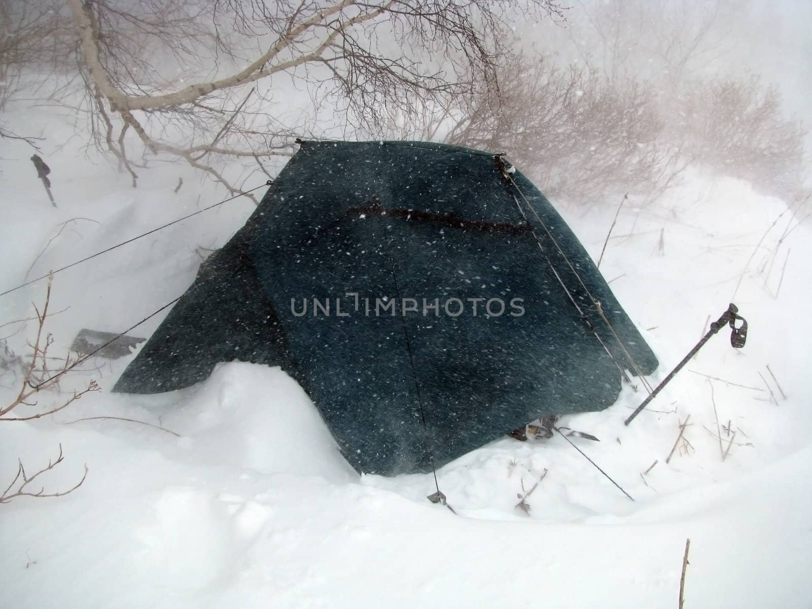 extreme, winter; wood, birch, tent, tree, snow, nature; landscape; type; background; beauty; panorama, snowstorm, blizzard, journey, expedition, is bored, wind