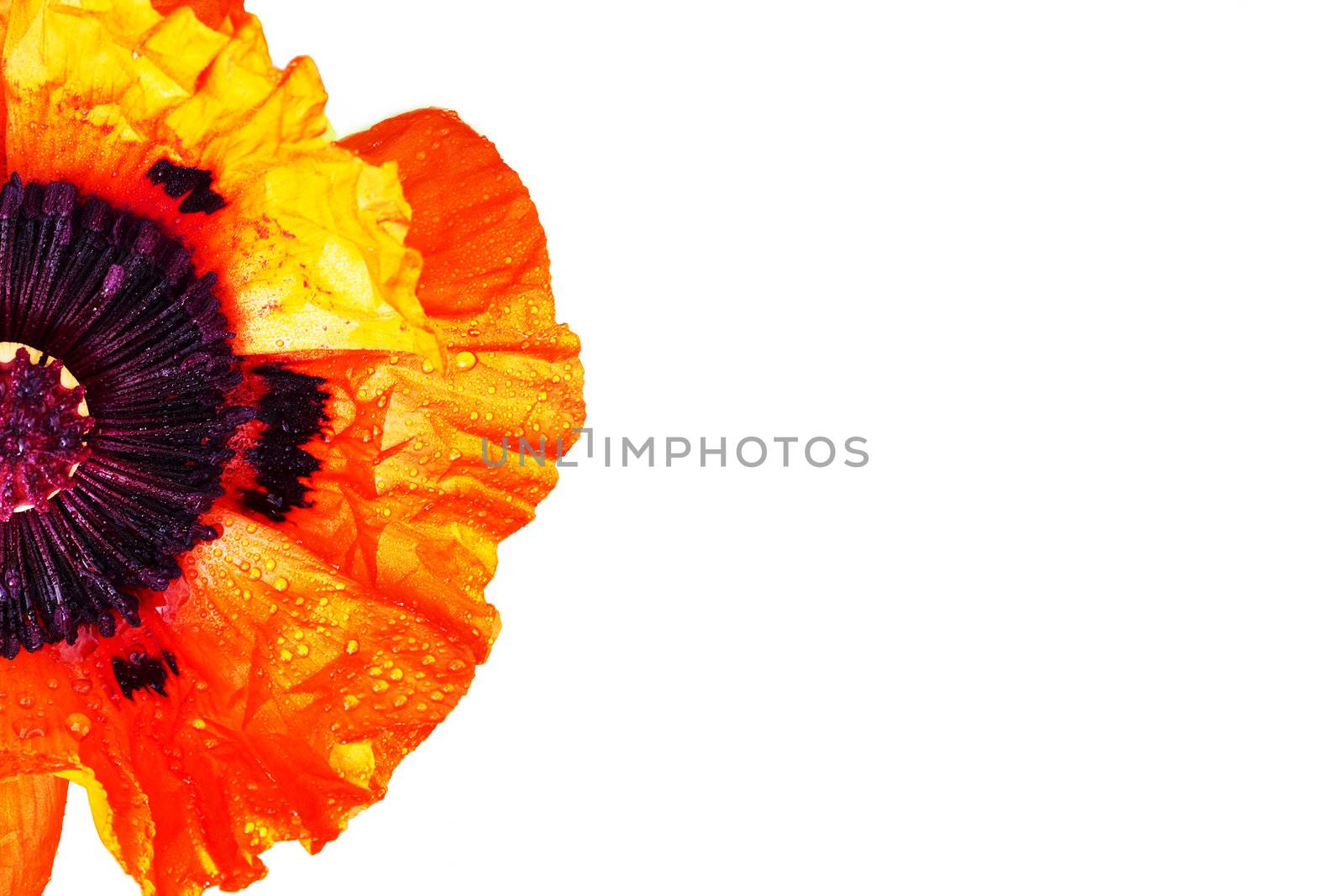 half poppy isolated on white