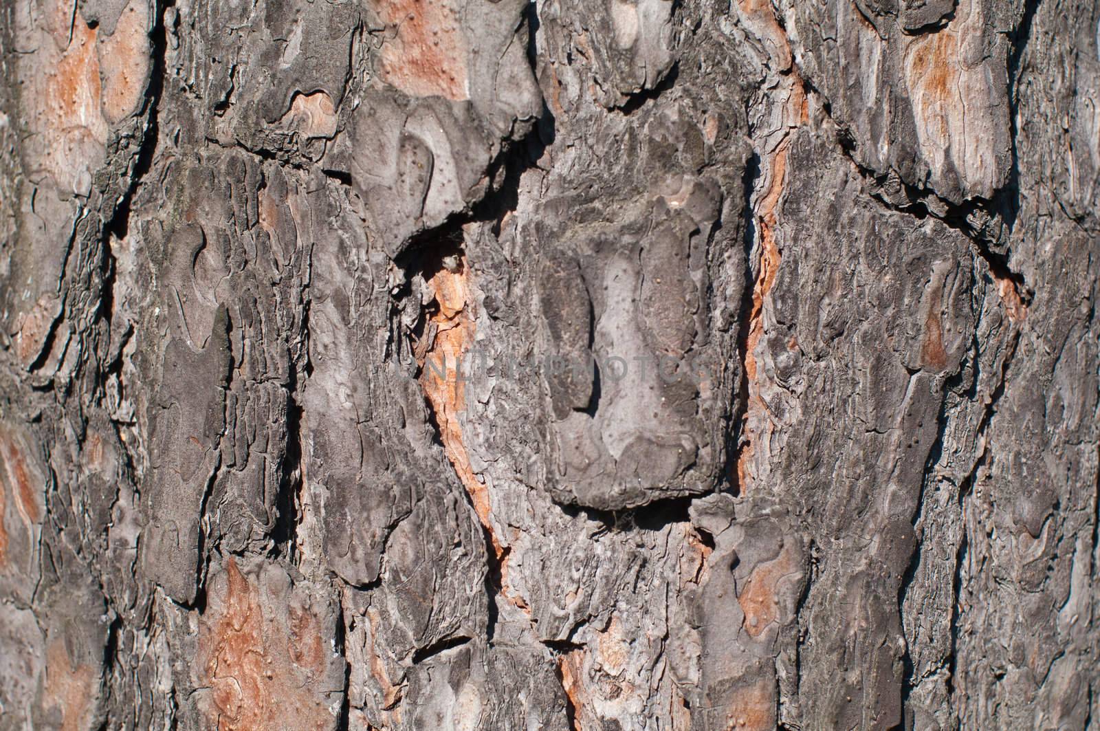 Pine bark texture, pattern horizontal by Shpinat