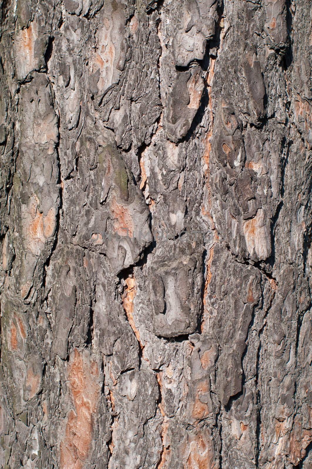 Pine bark texture, pattern vertical by Shpinat