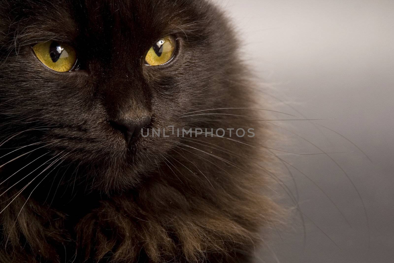 Black cat by stefan_andronache