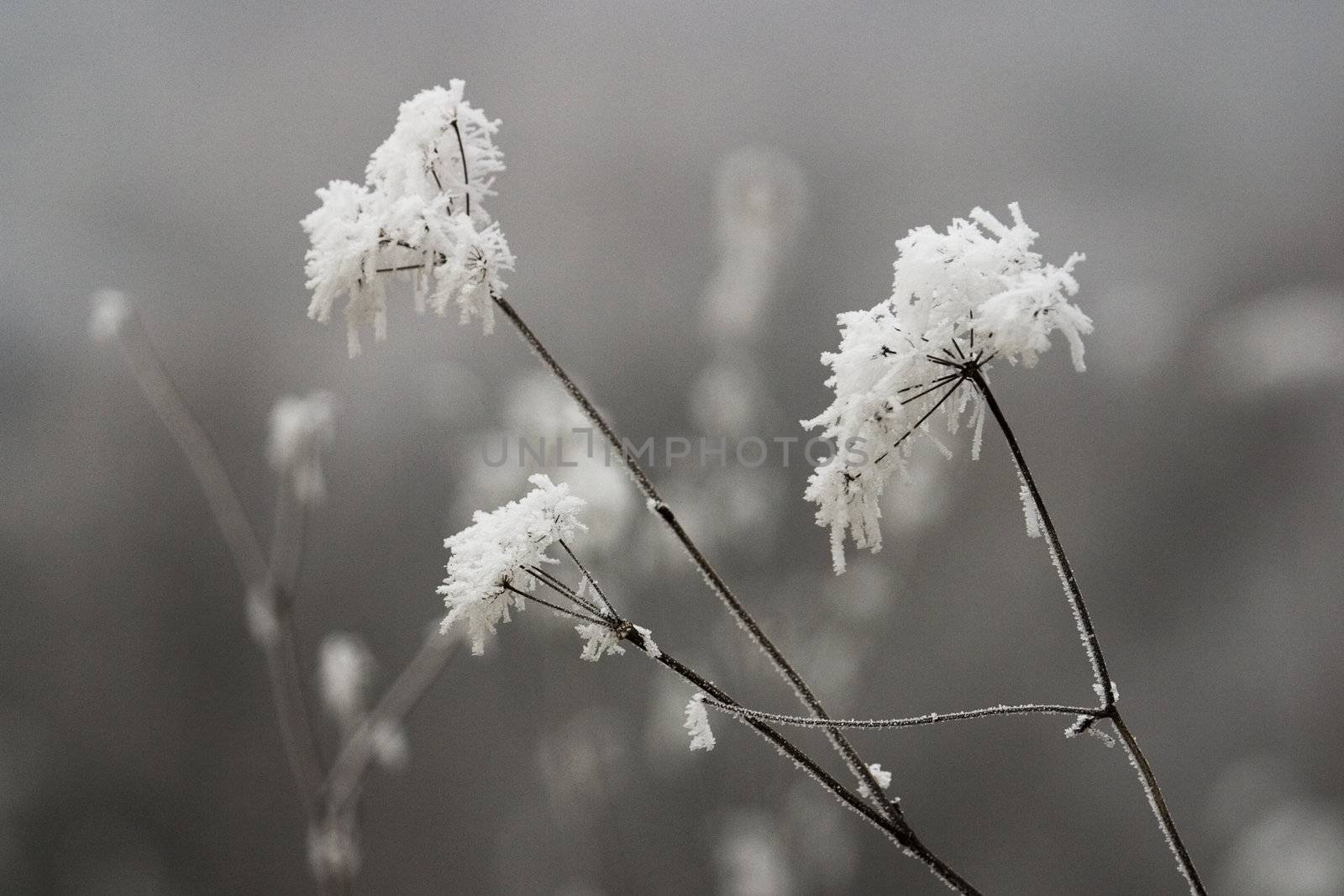 Frost by stefan_andronache