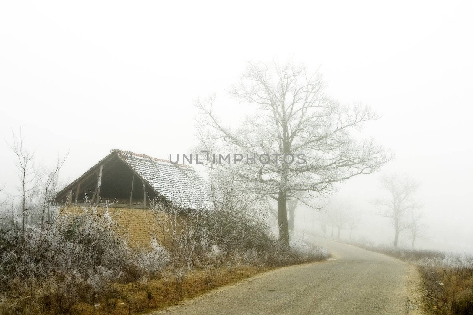 foggy winter day