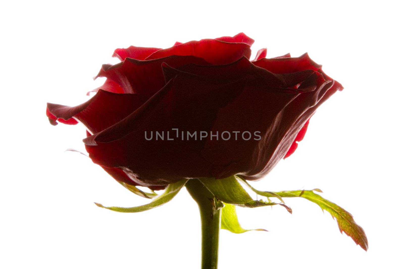 Red rose isolated on white