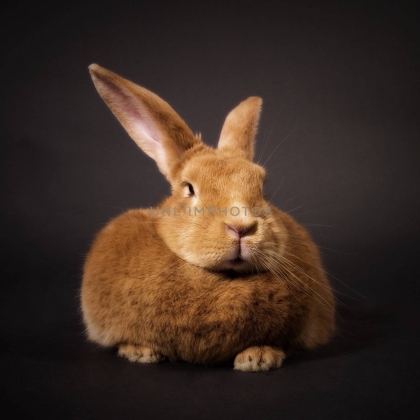 Rabbit by stefan_andronache