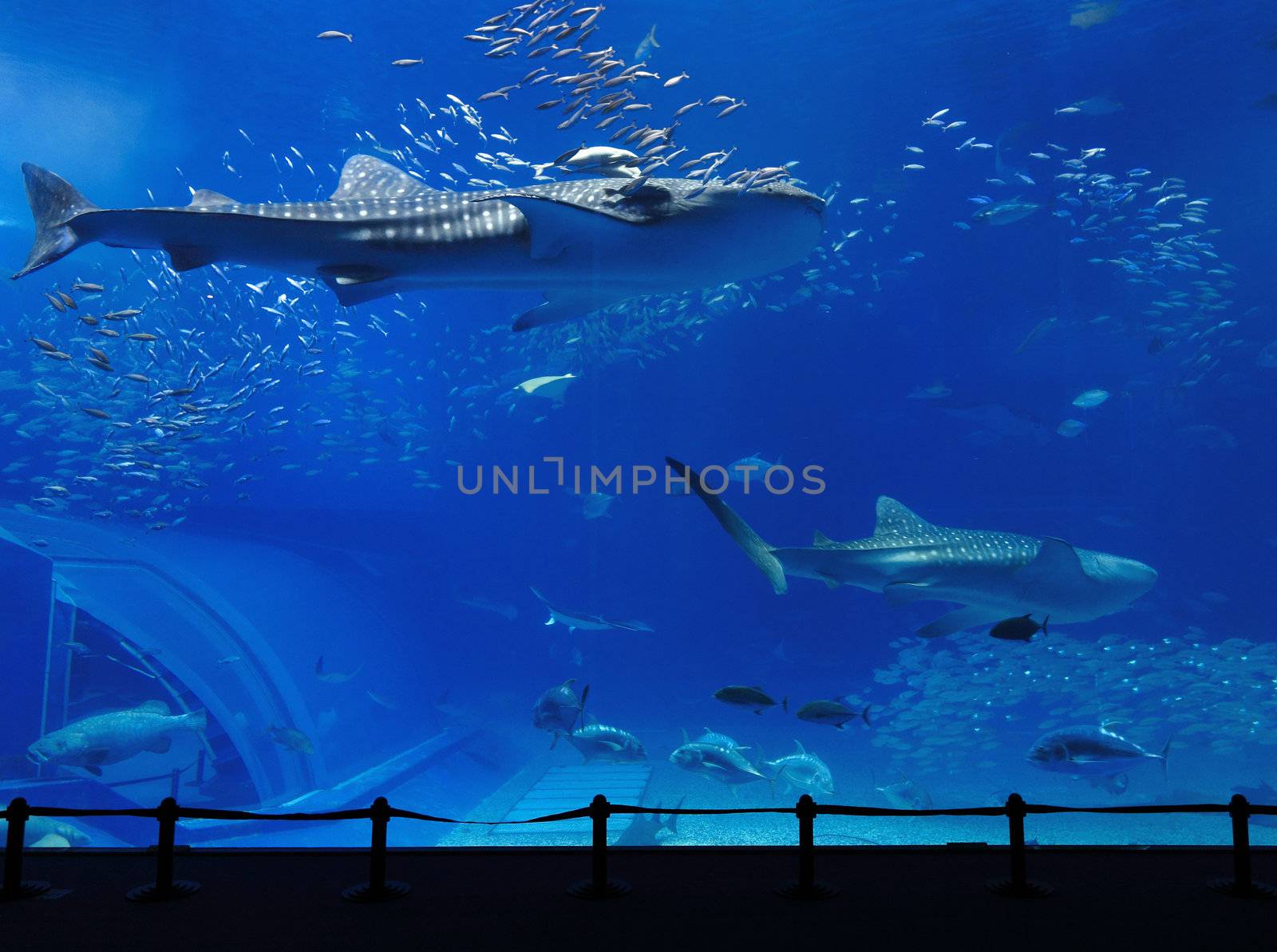aquarium tank with whale shark