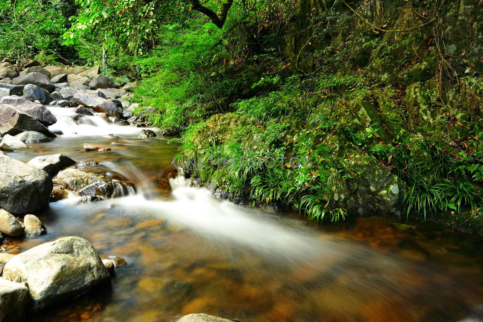 fresh stream in forest