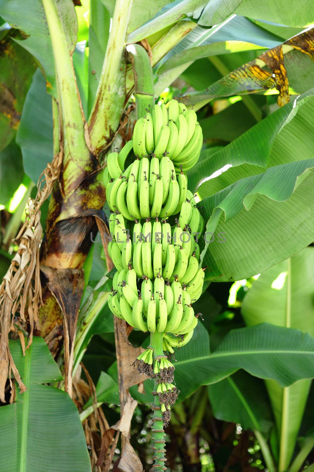 banana on tree