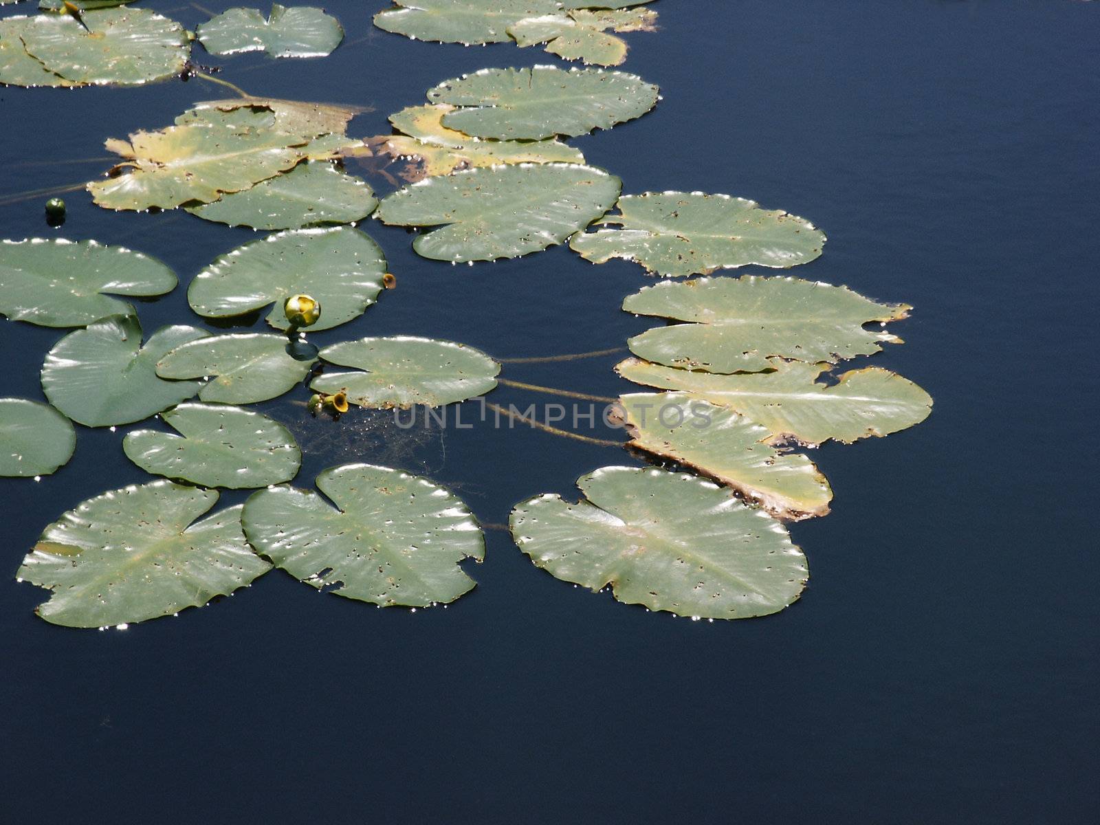 A nice shot of some water lilies growing on the side of a pond where a creek flows in.  These were shot on a nice sunny day.  The water is very calm and clean.  There are some new buds starting to bloom.  No frogs were in sight.