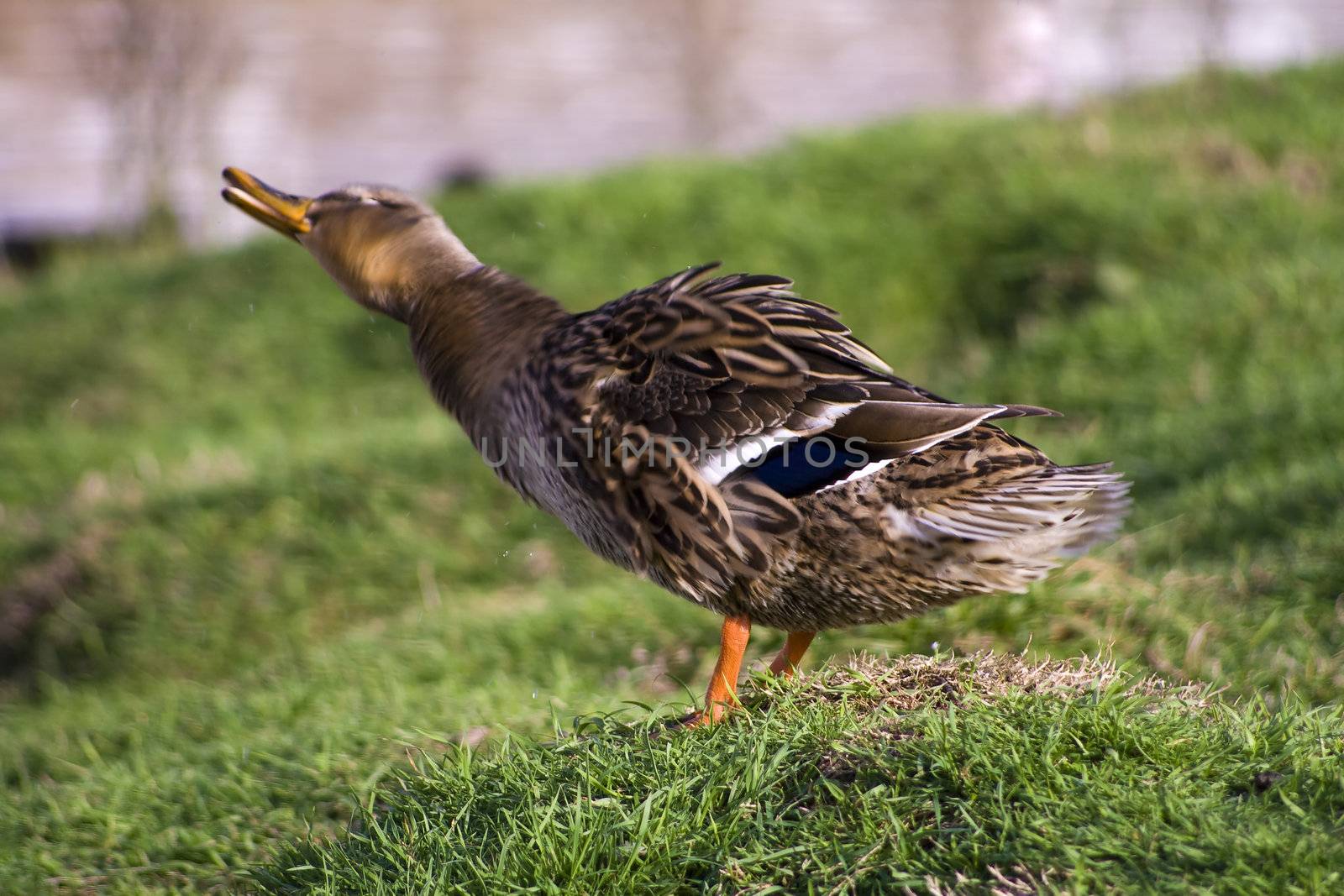 Female Mallad shaking off wather 