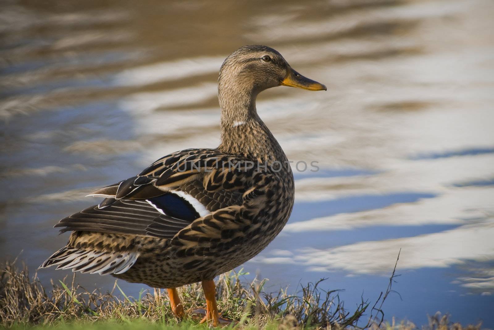 Female Mallard Duck by PauloResende