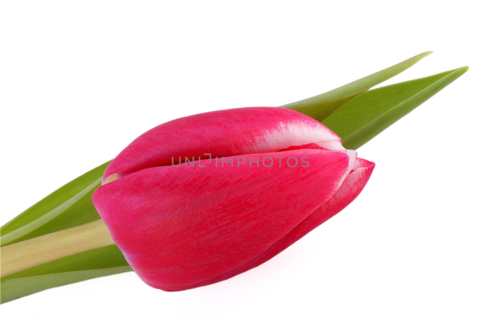 One red tulip isolated on white.