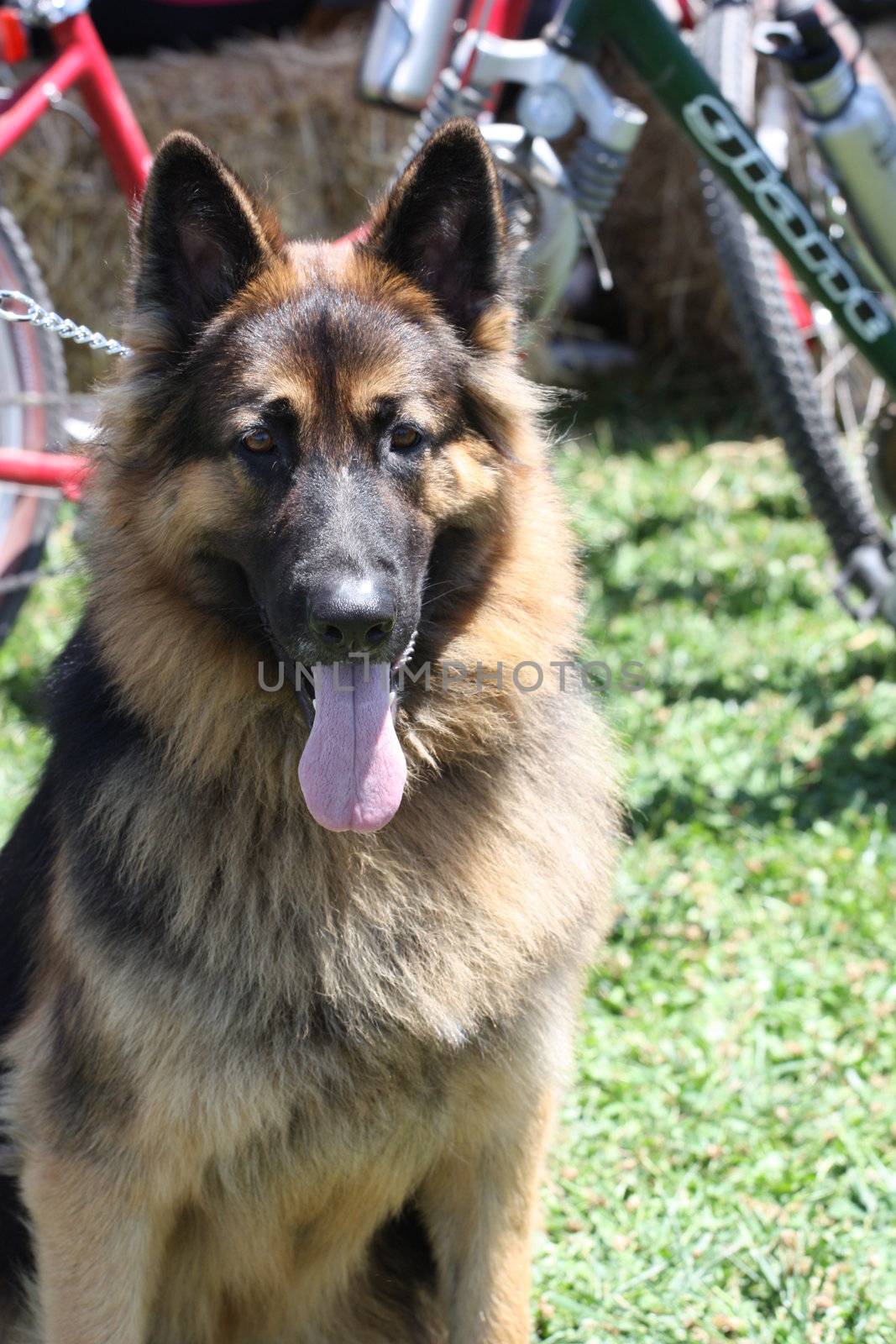 German shepherd dog outside in a park.