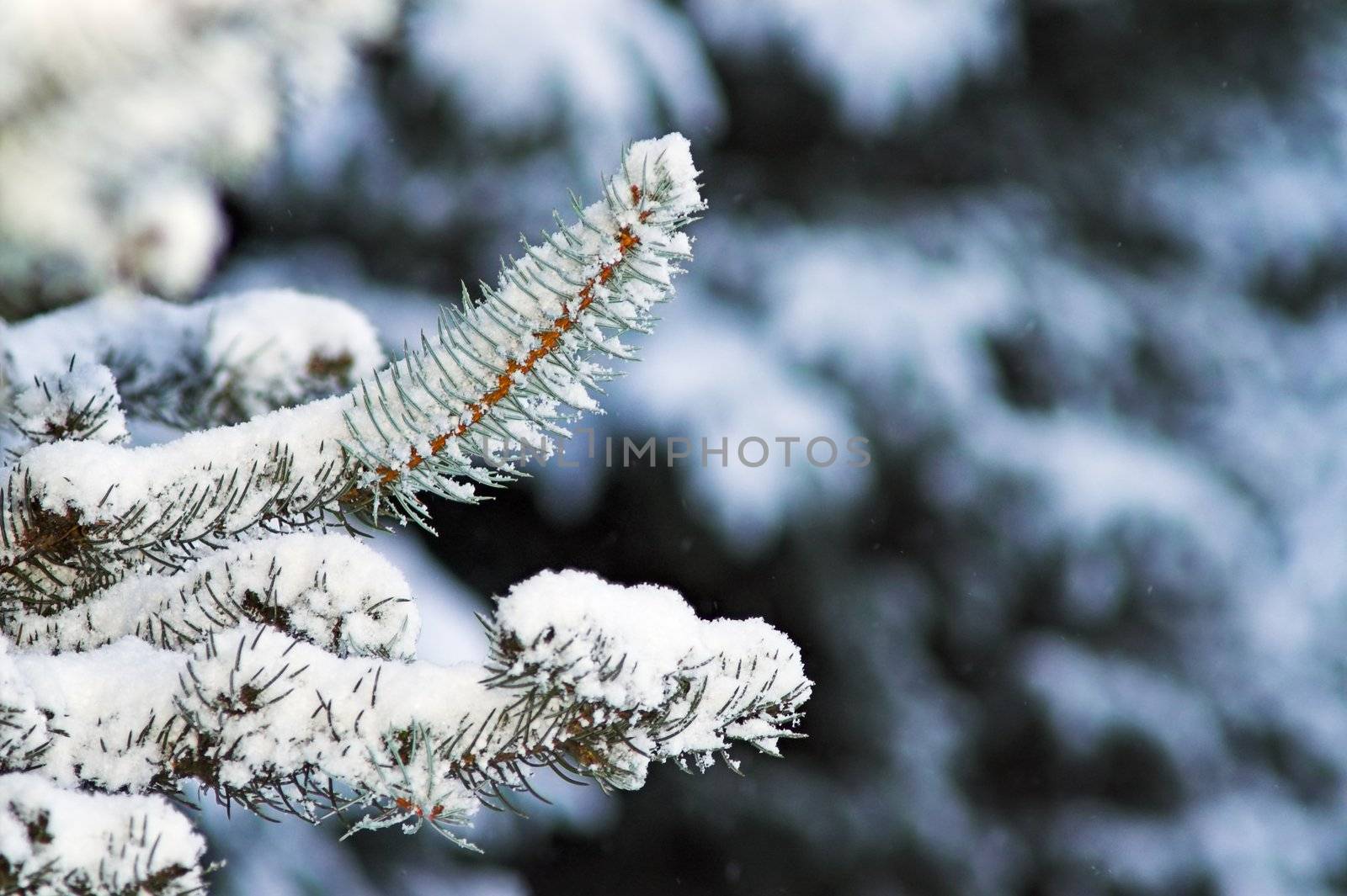 Fir Trees in City Park at Daytime