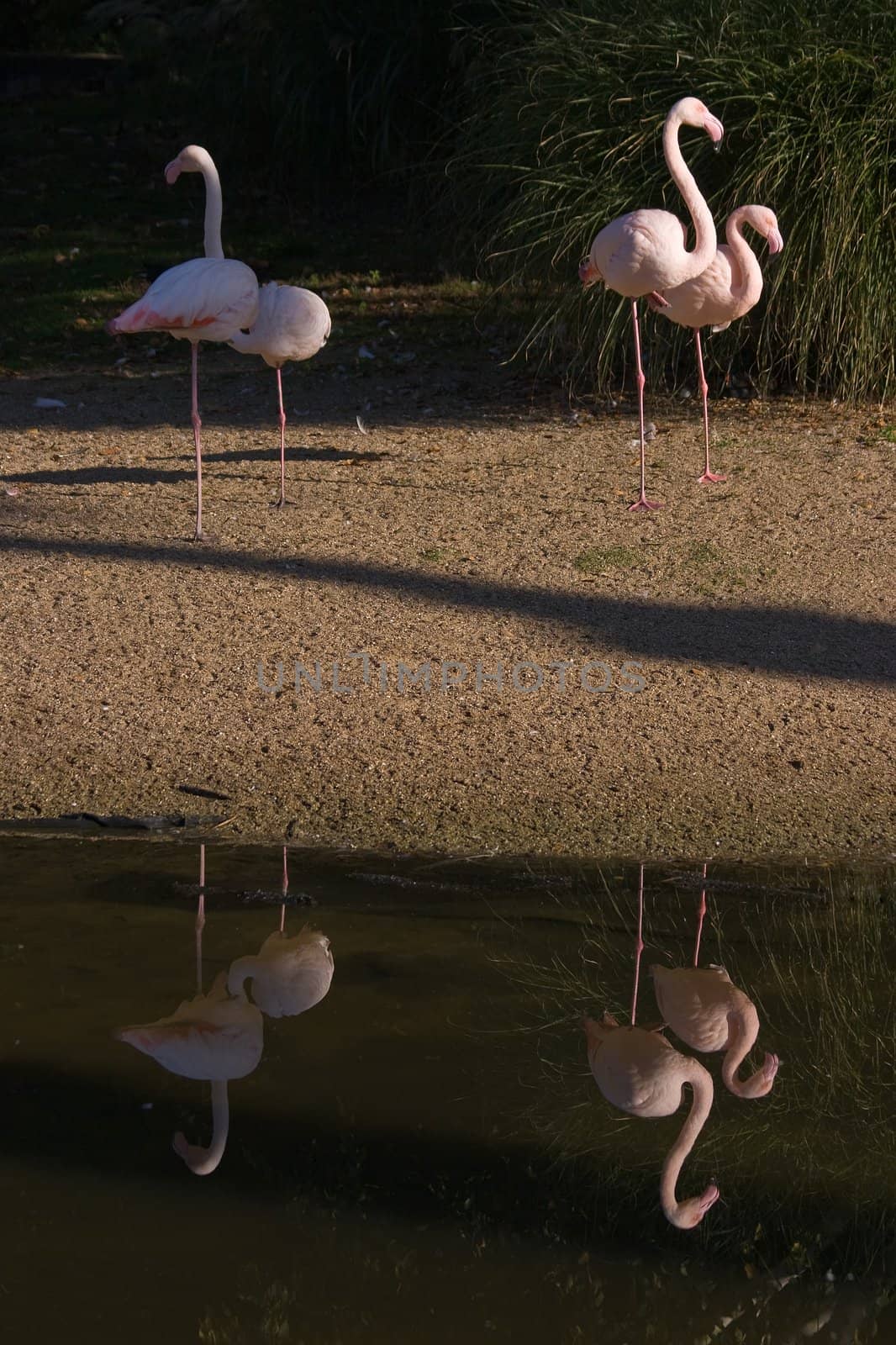Two pink flamingo's with reflection in the water