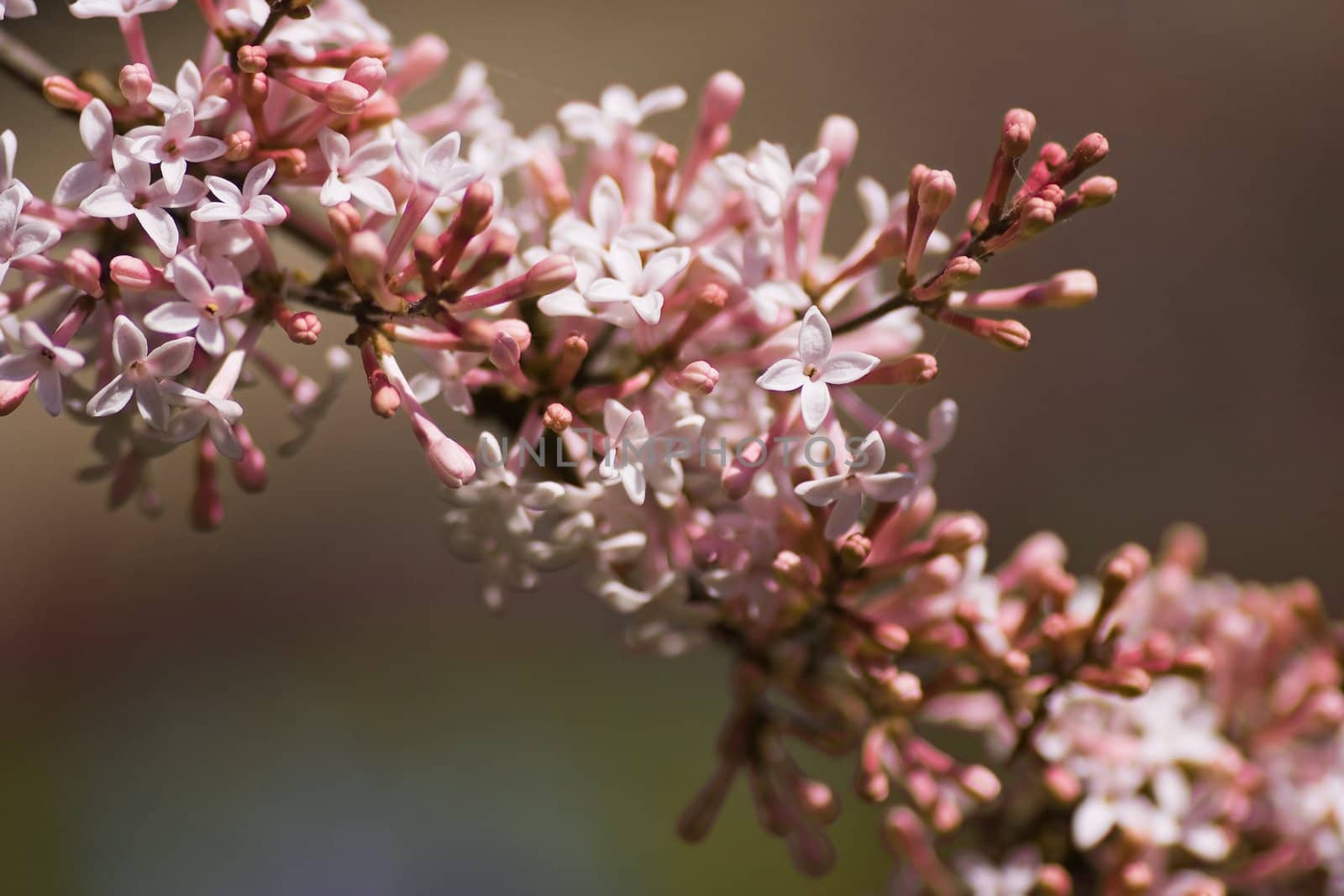 Lots of tiny smelling flowers on syringa microphyla in spring and autumn