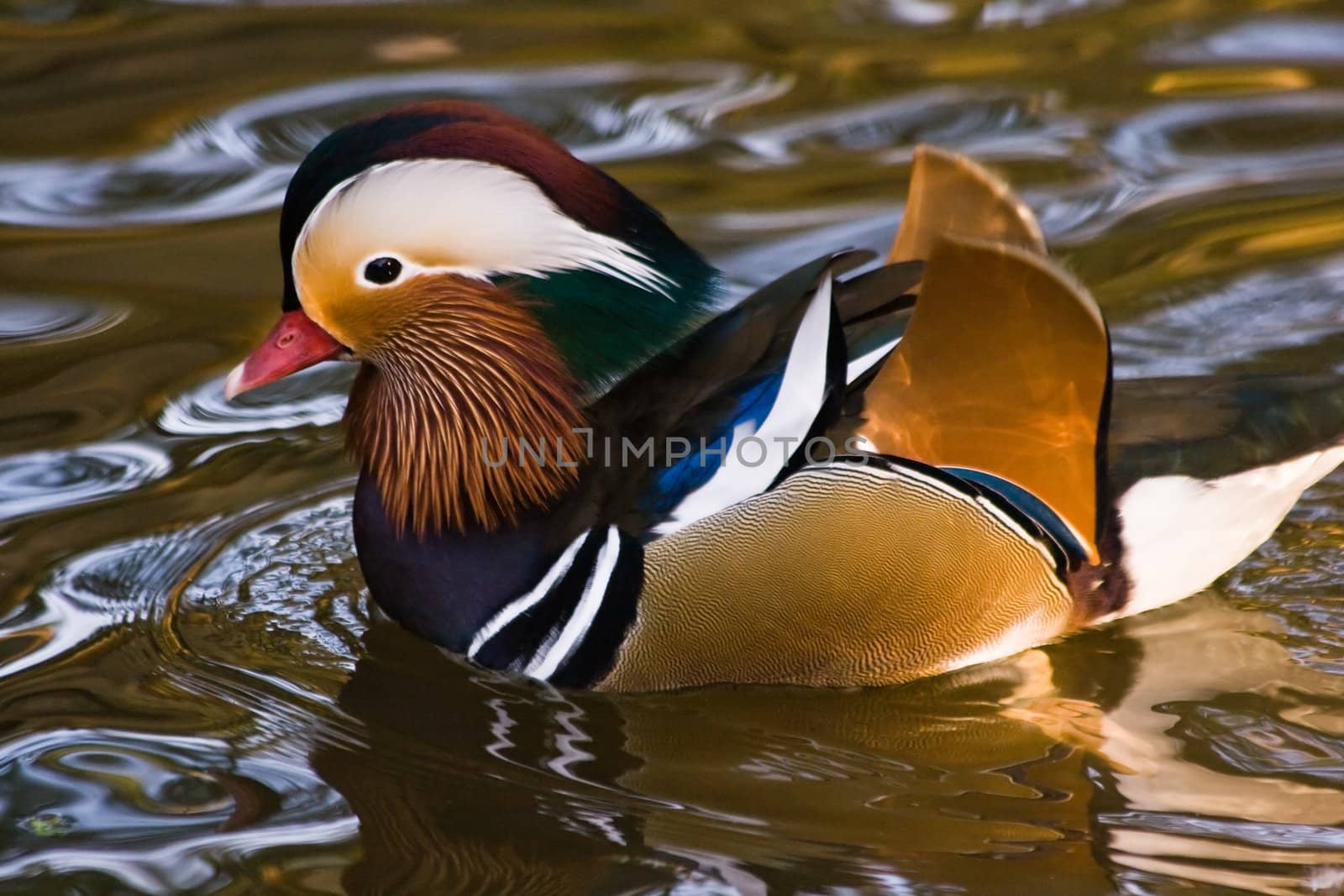 Mandarin Duck by Colette