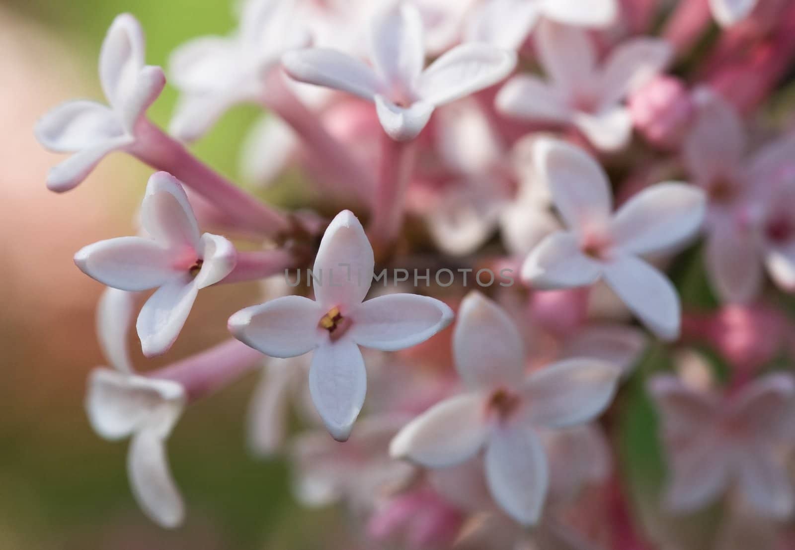 The very tiny flowers of syringa microphyla in close view