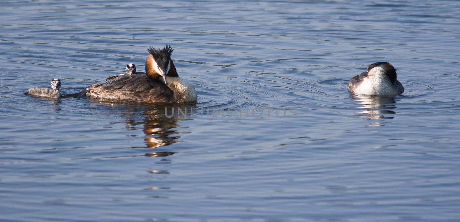 Great Crested Grebe family by Colette