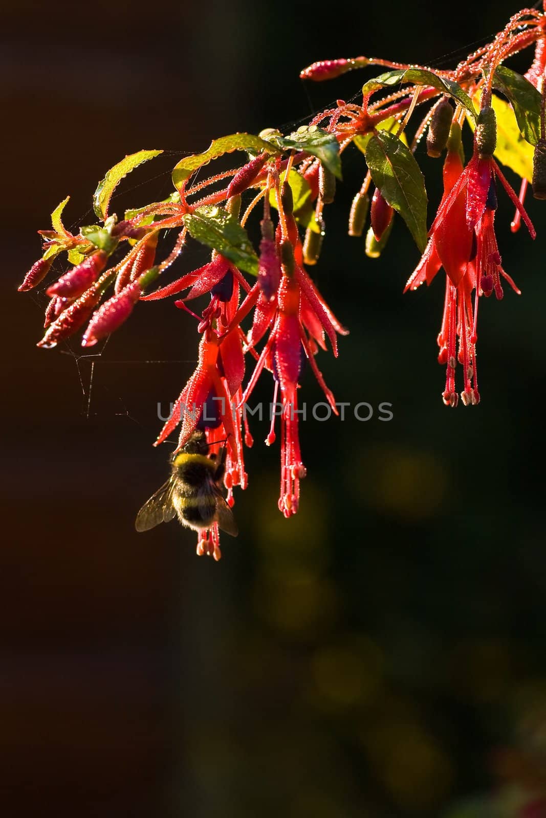 Bumble bee flying on Fuchsia flowers to get nectar on early autumn morning