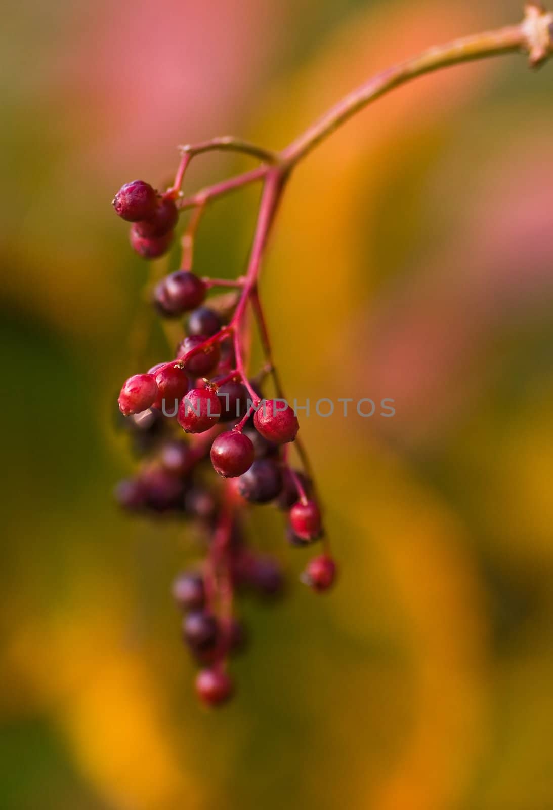 Elder berries with the colors of autumn leaves in the background