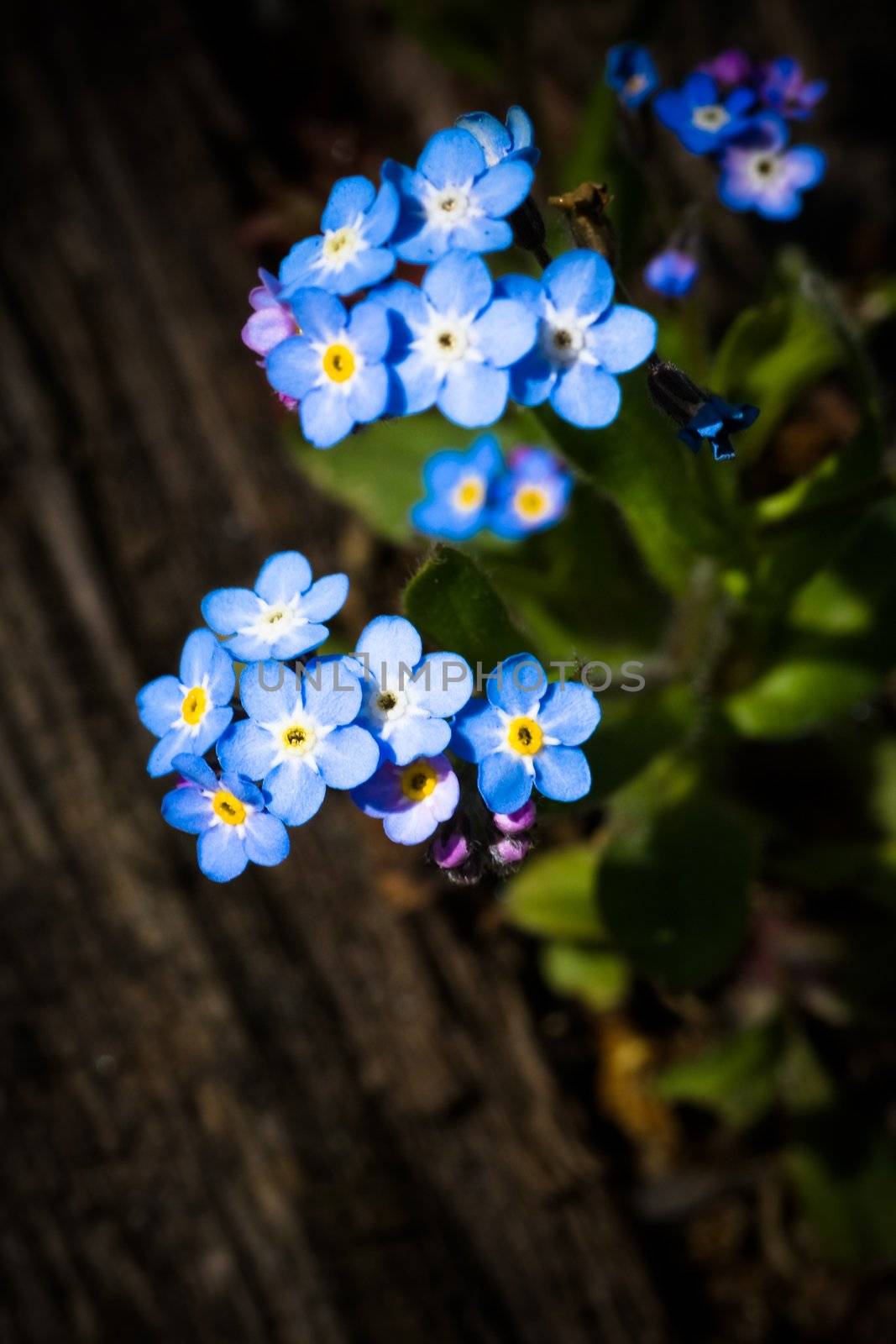 Forget-me-not by Colette