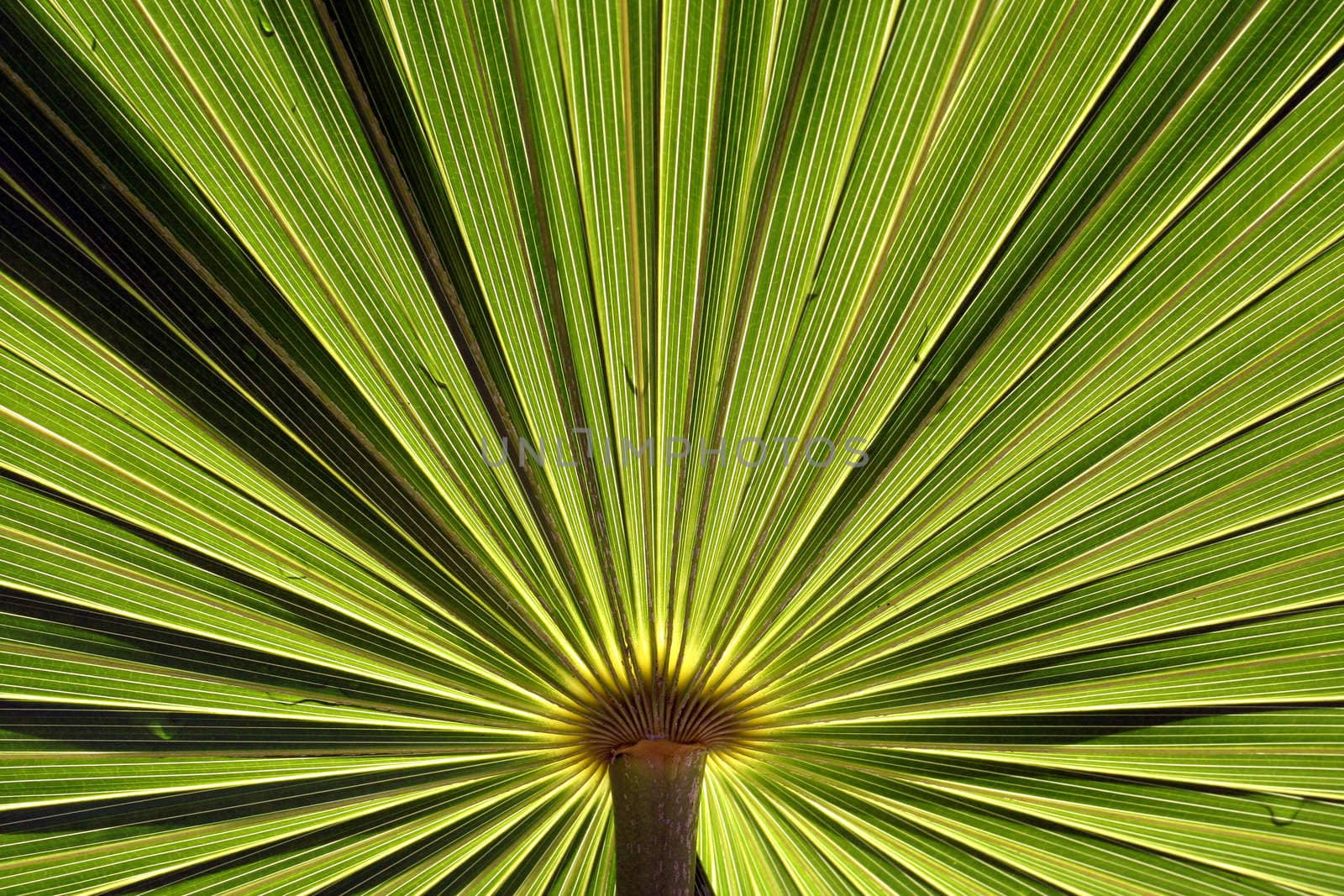 A nice plant pattern for a background.